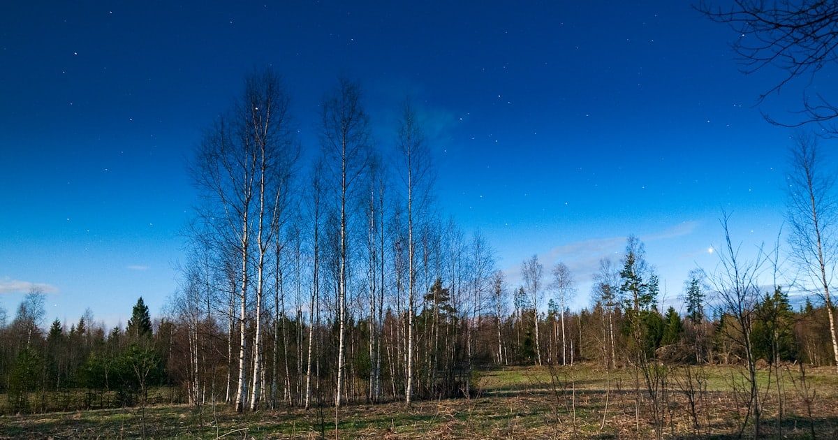 a field that has some trees in it