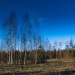 a field that has some trees in it