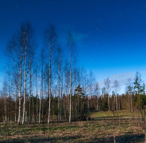 a field that has some trees in it