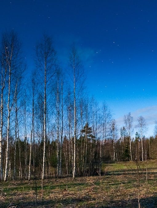 a field that has some trees in it