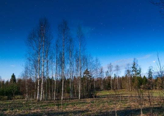a field that has some trees in it