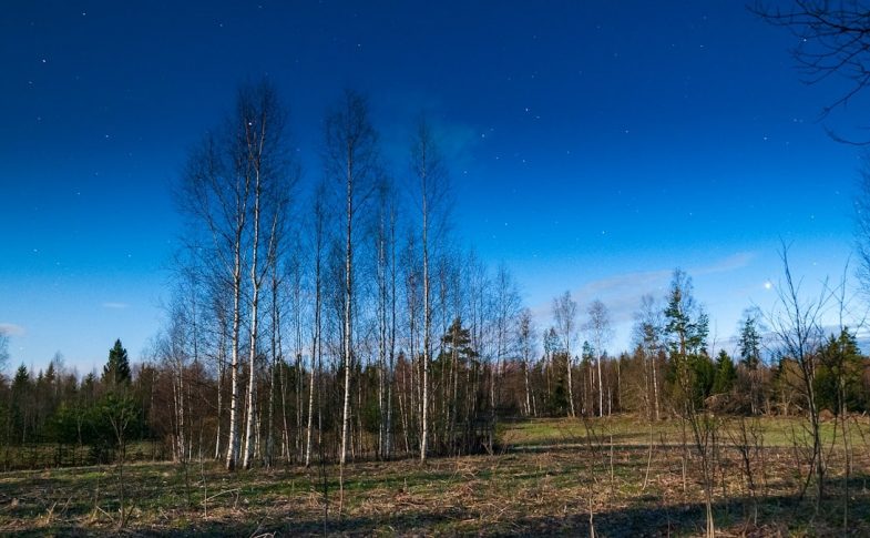 a field that has some trees in it