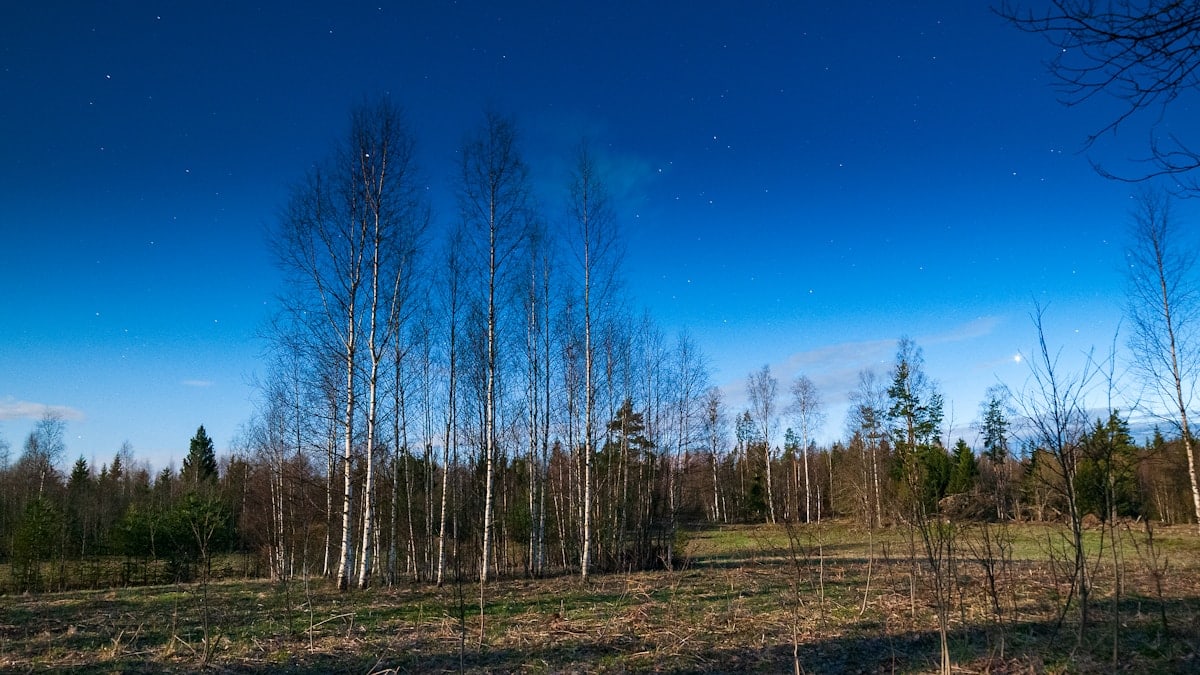a field that has some trees in it