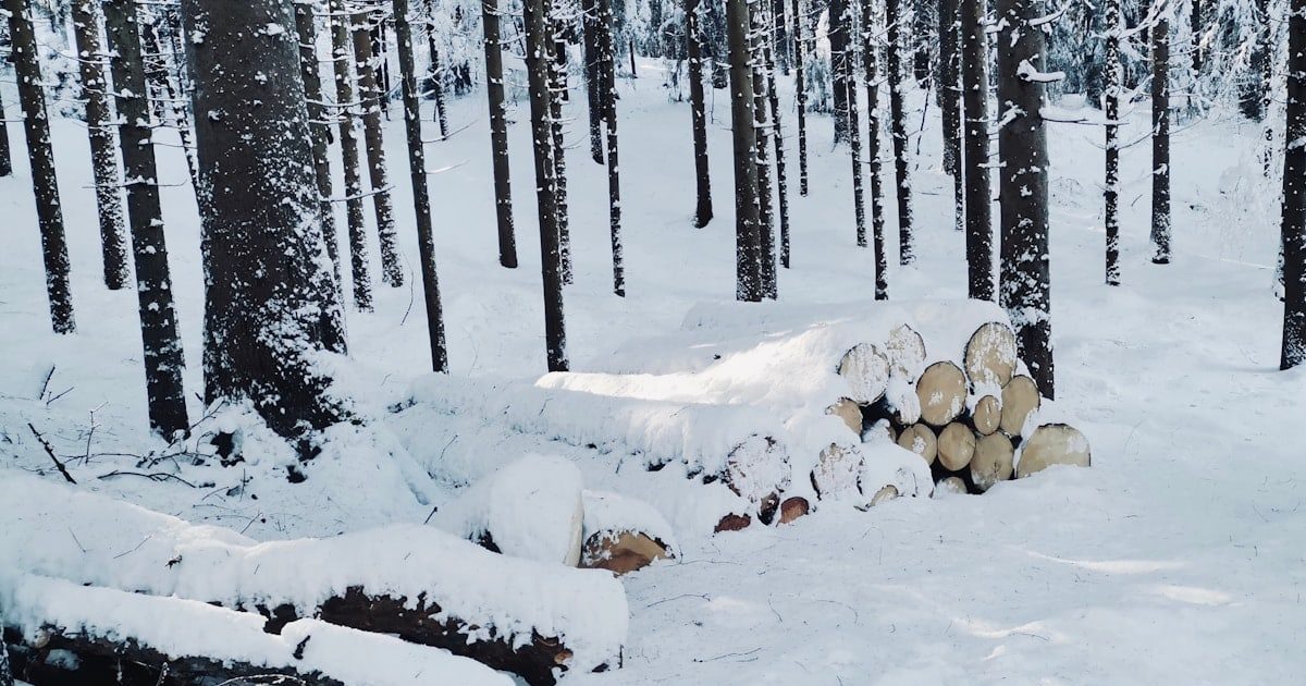 a forest filled with lots of trees covered in snow