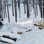 a forest filled with lots of trees covered in snow