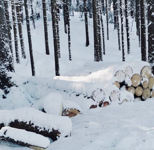 a forest filled with lots of trees covered in snow