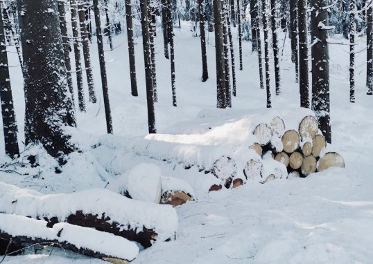 a forest filled with lots of trees covered in snow