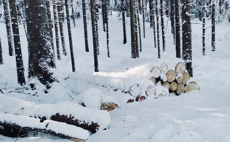 a forest filled with lots of trees covered in snow