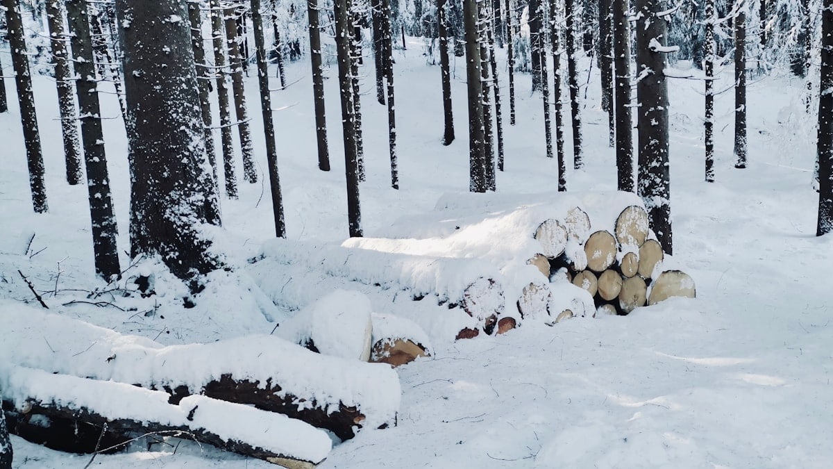 a forest filled with lots of trees covered in snow